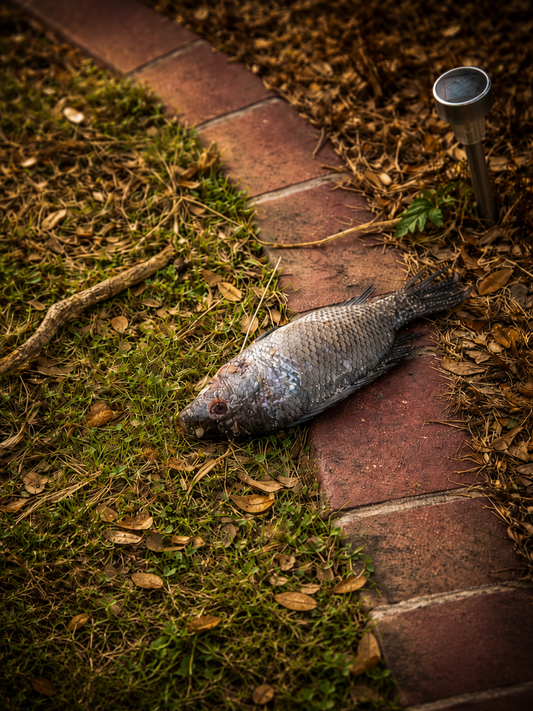 A fish lying in a front yard on dry ground, symbolizing a spiritual sign and a moment of transition after loss.