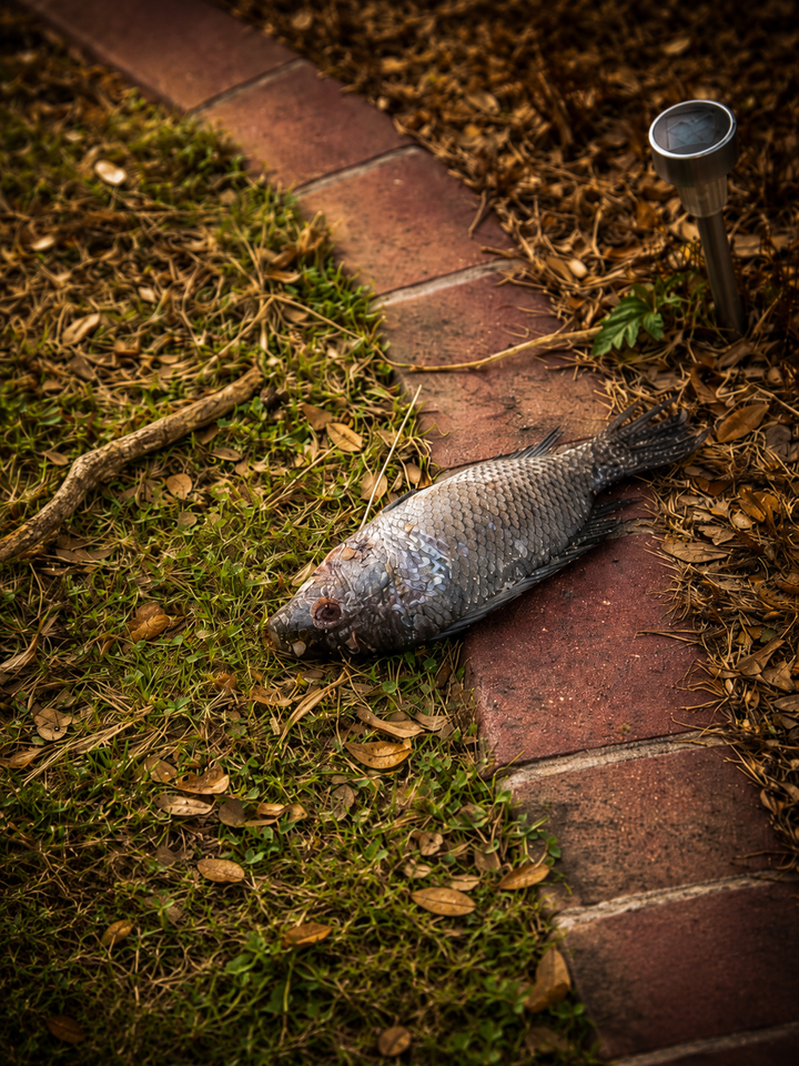 A fish lying in a front yard on dry ground, symbolizing a spiritual sign and a moment of transition after loss.